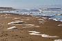 020 Texel
